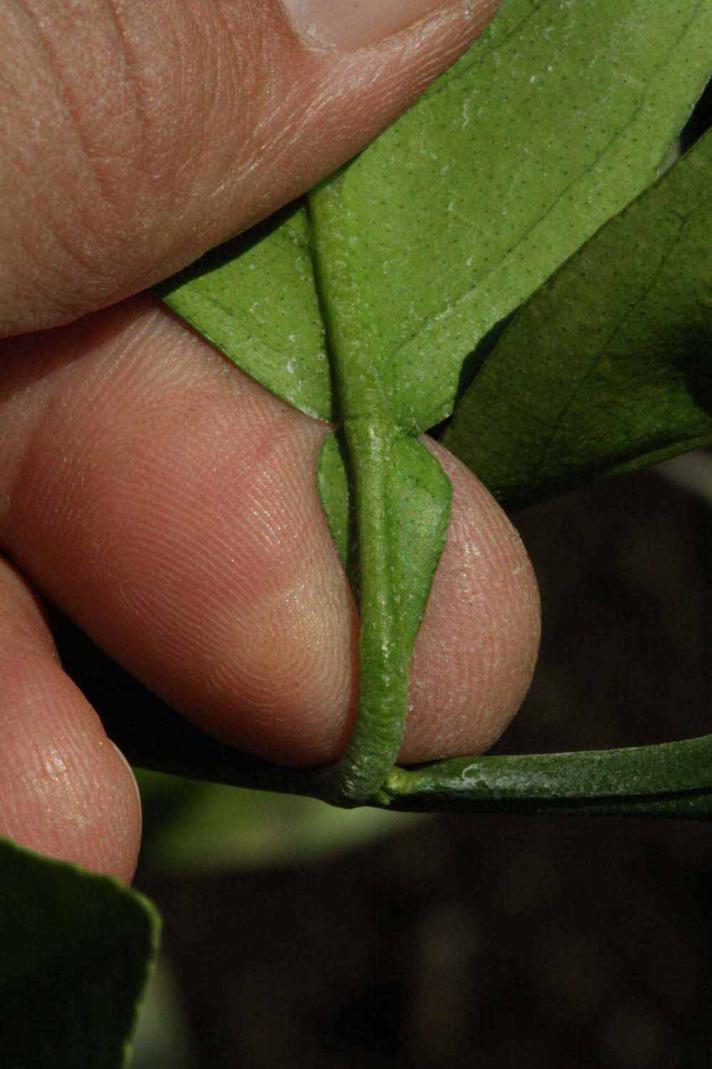              Petiole (Riverside, CA)       